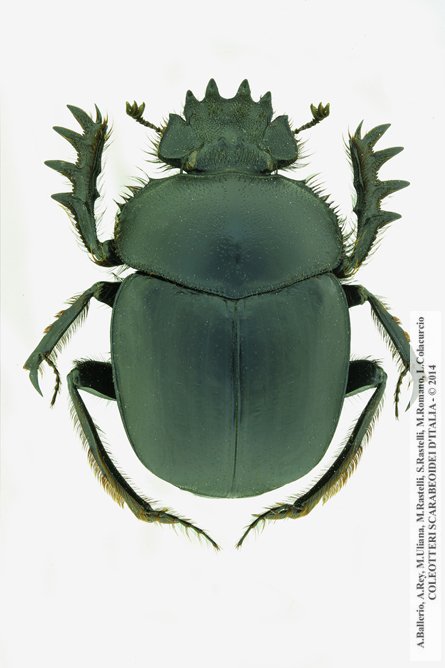 Scarabaeus sacer